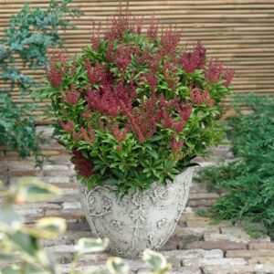 Pieris Japoński ,,Cupido"