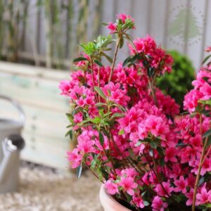 Azalia Japońska „Anne Frank”