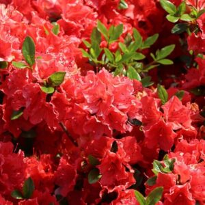 Azalia Japońska „Geisha Red”