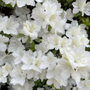 Azalia Japońska „Pleasant White”