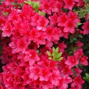 Azalia Japońska „Kazuko”