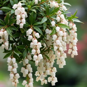 Pieris japoński „Purity”