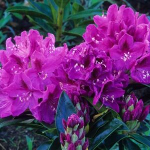 Rhododendron „Anah Kruschke”