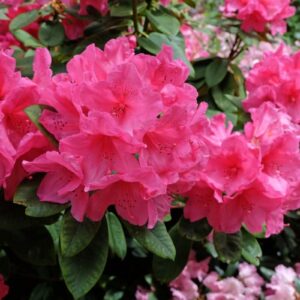 Rhododendron „Anna Rose Whitney”