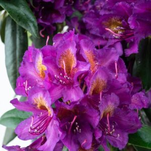 Rhododendron ,,Marcel Menard"