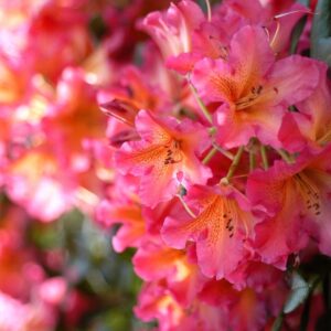 Rhododendron „Scyphocalix”