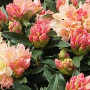 Rhododendron „Golden Torch”