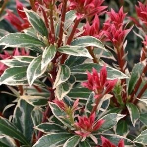 Pieris Japoński ,,Little Heath"