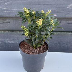 Pieris japoński „Purity”