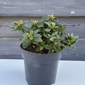 Azalia Japońska „Geisha Red”