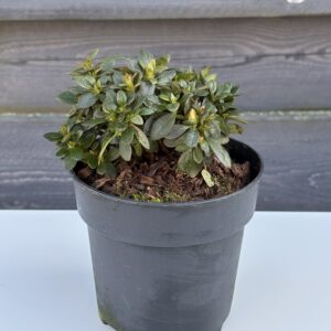 Azalia Japońska „Anne Frank”