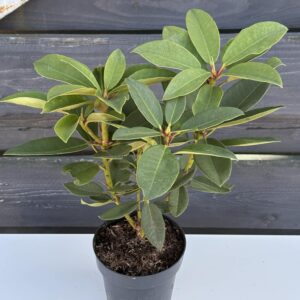 Rhododendron „Anah Kruschke”