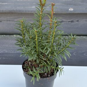 Cis pospolity ,,Hicksii"