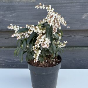 Pieris Japoński „Valley Rose”