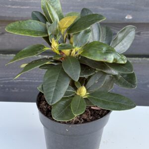 Rhododendron „Golden Torch”