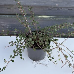 Irga „Queen of the Carpets”