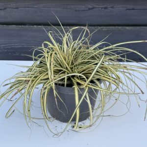 Trawa Ozdobna Turzyca ,,Evergold"