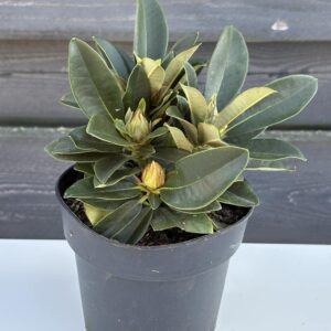 Rhododendron „Scyphocalix”