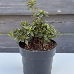 Azalia Japońska „Geisha Purple”