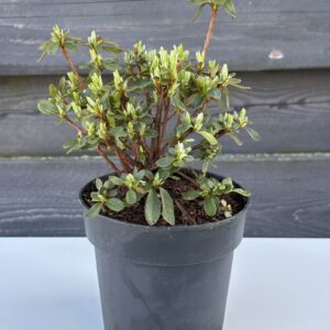 Azalia Japońska „Kazuko”