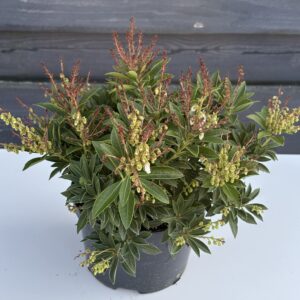 Pieris Japoński ,,Cupido"