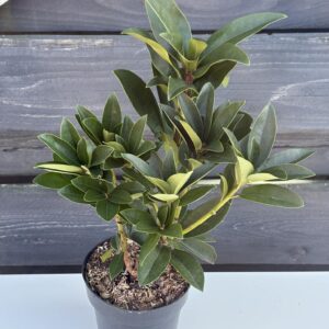 Rhododendron ,,Marcel Menard"