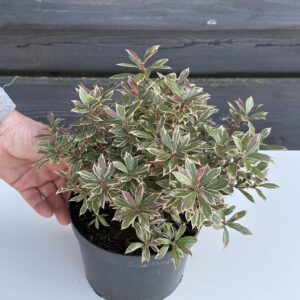 Pieris Japoński ,,Little Heath"