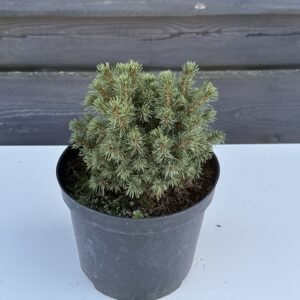 Świerk Biały ,,Alberta Globe"