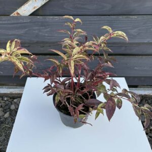 Kiścień Japoński ,,Rainbow"