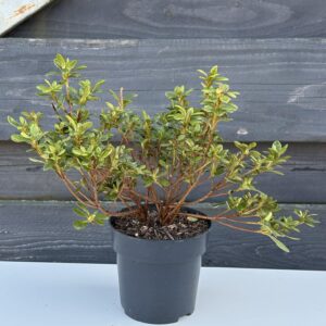 Azalia Japońska „Pleasant White”