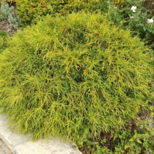 Cyprys groszkowy ,,Sungold"