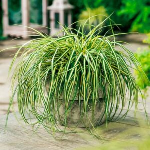 Trawa Ozdobna Turzyca ,,Evergold"