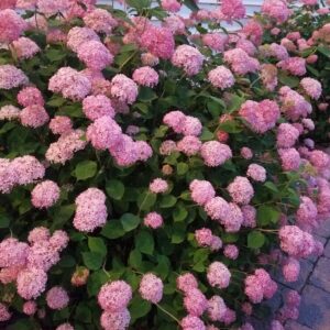 Hortensja krzewiasta ‘Candybelle® Bubblegum’