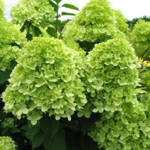 Hortensja bukietowa ‘Limelight’