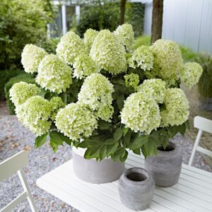 Hortensja bukietowa ‘Little Spooky’