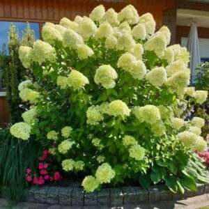 Hortensja bukietowa ‘Mojito’