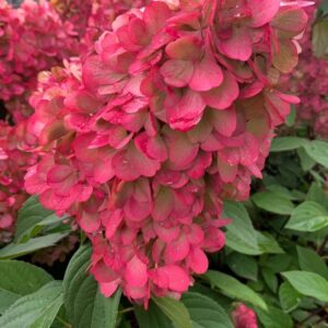 Hortensja bukietowa ‘Petite Flori’