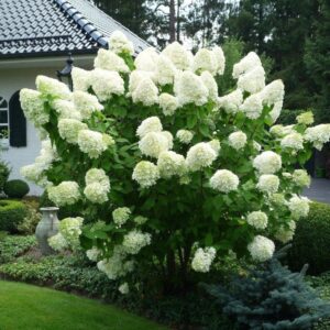 Hortensja bukietowa ‘Polar Bear’