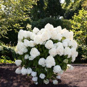 Hortensja bukietowa ‘Living Summer Snow’