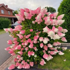 Hortensja bukietowa ‘Vanille Fraise’
